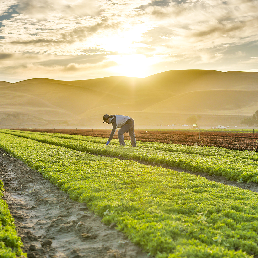 pim4u_'s tweet photo. We are committed to the wholesome, #sustainableagriculture system that preserves, and improves, our natural resources like air, soil, &amp; water. We know the dedication and hard work we put into the land now, affects the vegetables we grow and the future generations that follow us. https://t.co/e6Zu1Jez91