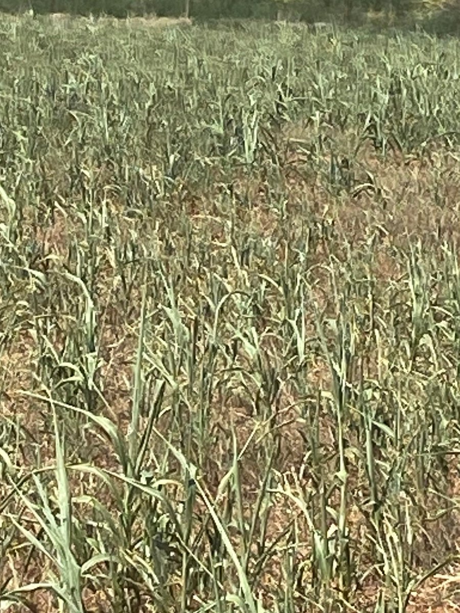 Amazing what some rain will do (3.5')- on verge of burning up in early August to 'how did that happen' to 'let's turn some cattle on that' by early September. Grazing #covercrops #texasagriculture