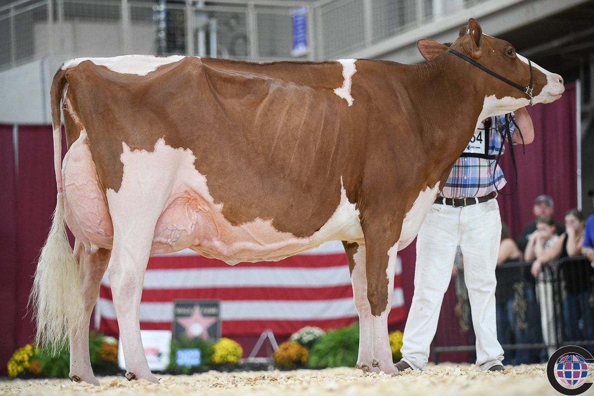 Red Beauty Hurcroft Awe Lillyann-Red Named Supreme Champion at the All-American Dairy Show! - mailchi.mp/cac1c701f38a/c…