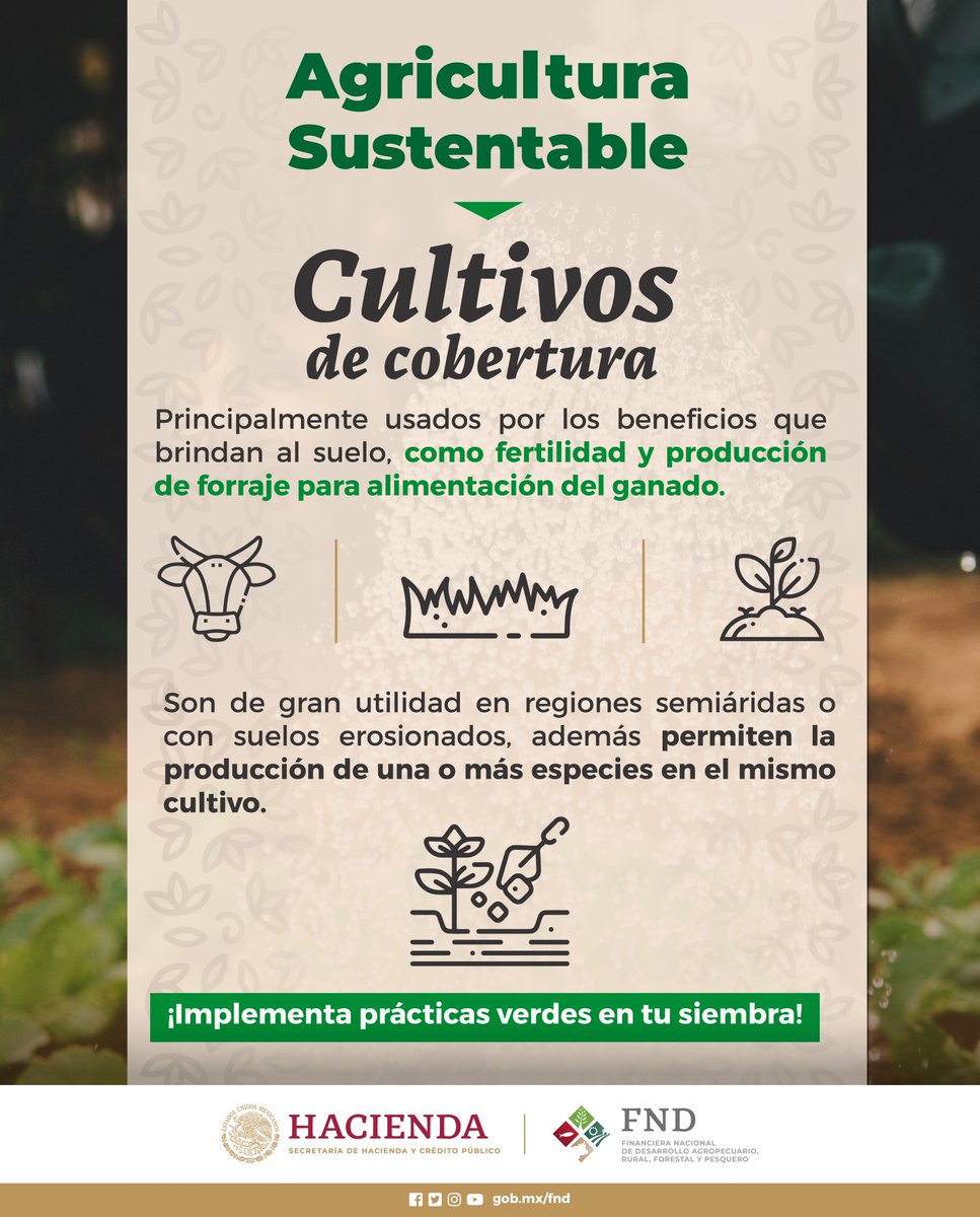 FNDMX's tweet photo. #AgriculturaSustentable
Esta práctica brinda beneficios al suelo, como hacerlo más fértil y producir alimento sano para el ganado. 
¿Esta práctica es viable en tu proyecto productivo? ¡Cuéntanoslo! https://t.co/CzeXx9ioHT
