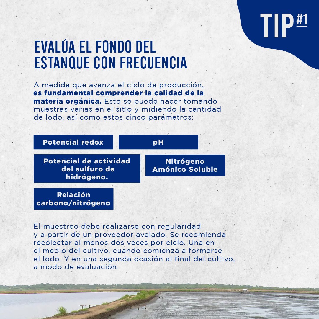 jetfeeder's tweet photo. ¿Sabías qué puedes optimizar la materia orgánica en las camaroneras?🦐💪🏼

Revisa este post y entérate de más👉🏼

- Fuente: Molinos Champion
- Más información: https://t.co/PbIJZN6rOU

#materiaorganica #tips #cuidadodelsuelo alimentacion #optimizacion #informacion #blog #ecuador https://t.co/Dc9gdhAygw
