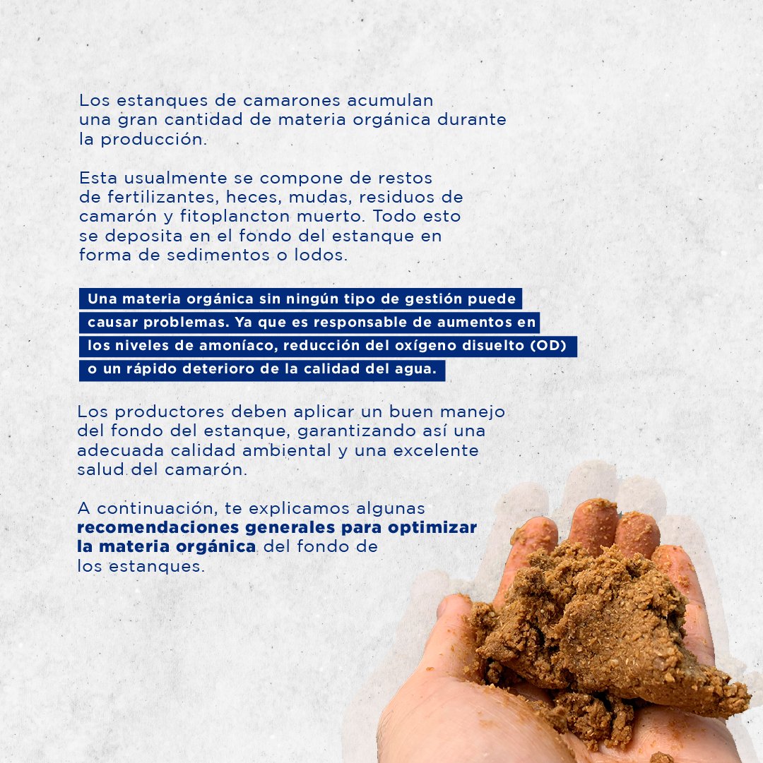 jetfeeder's tweet photo. ¿Sabías qué puedes optimizar la materia orgánica en las camaroneras?🦐💪🏼

Revisa este post y entérate de más👉🏼

- Fuente: Molinos Champion
- Más información: https://t.co/PbIJZN6rOU

#materiaorganica #tips #cuidadodelsuelo alimentacion #optimizacion #informacion #blog #ecuador https://t.co/Dc9gdhAygw