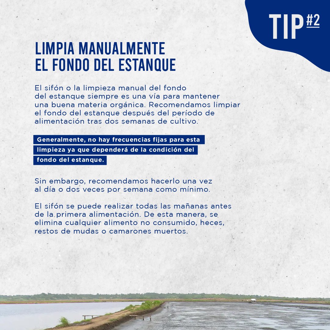 jetfeeder's tweet photo. ¿Sabías qué puedes optimizar la materia orgánica en las camaroneras?🦐💪🏼

Revisa este post y entérate de más👉🏼

- Fuente: Molinos Champion
- Más información: https://t.co/PbIJZN6rOU

#materiaorganica #tips #cuidadodelsuelo alimentacion #optimizacion #informacion #blog #ecuador https://t.co/Dc9gdhAygw