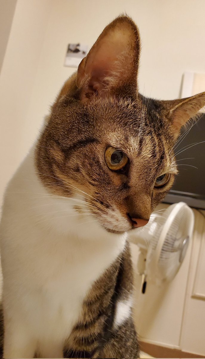今朝のライちん 今日もどえらい暑さになるみたい みんにゃも水飲んでにゃ 猫好きさんと繋がりたい 猫がいる幸せ Sippo犬も猫もずっと家族 ねこ ネコ 猫 Cat Cats 猫部 By レオとライの母ちゃん Edayfm 今朝のライちん 今日もどえらい暑さになるみたい みんにゃも水飲んでにゃ 猫好きさんと繋がりたい 猫がいる幸せ Sippo犬も猫もずっと家族 ねこ ネコ 猫 Cat Cats 猫部 By レオとライの母ちゃん Edayfm