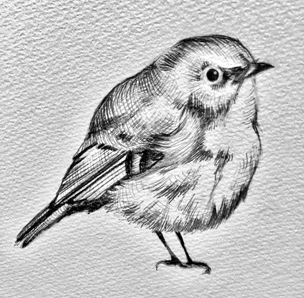 こうやって見ると鉛筆でも描き方で個性が出るんだなぁと思いました。
#スケッチ #鳥 #鉛筆画 #絵描きさんと繋がりたい 