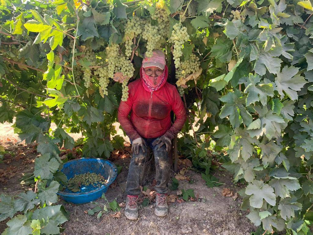 UFWupdates's tweet photo. Alejandrina is a farm worker from Selma CA. She is currently making raisins, which is among the dirtiest and lowest paying jobs out there. She deals with temps above 100, sticky sugar grape residue, and hot sand and earns only 34 cents for each sheet of raisins. #WeFeedYou https://t.co/0WvwBAPbgl