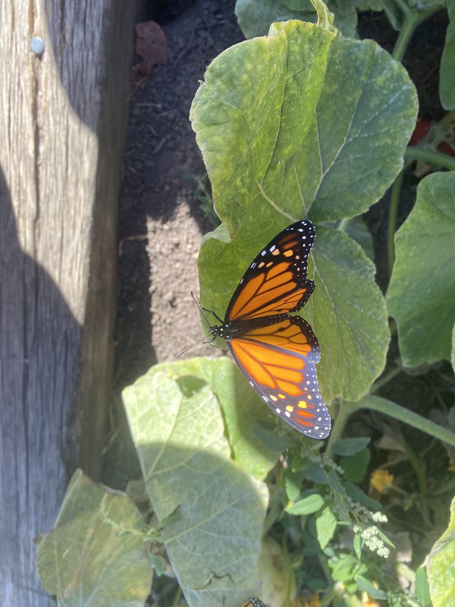 Olivia Vaughan tweet media