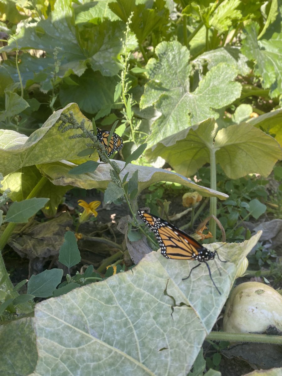 Our last 5 babies hatched today and were liberated! <a href="/ugdsb/">Upper Grand DSB</a> @UGExperiential <a href="/Victory_ps/">Victory PS</a> <a href="/VPSFamily/">VictorySchoolCouncil</a>