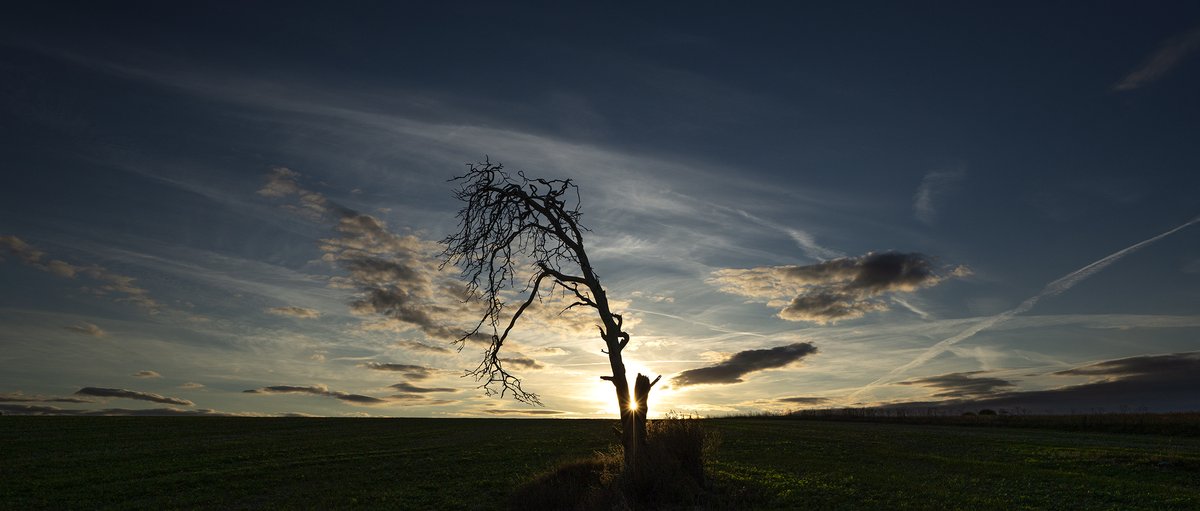 #SalisburyPlain, east and centre. Never a dull moment. a) Sunset with passing MANs b) An always bare tree c) Passing Oshkosh d) Sun in the crook of the tree