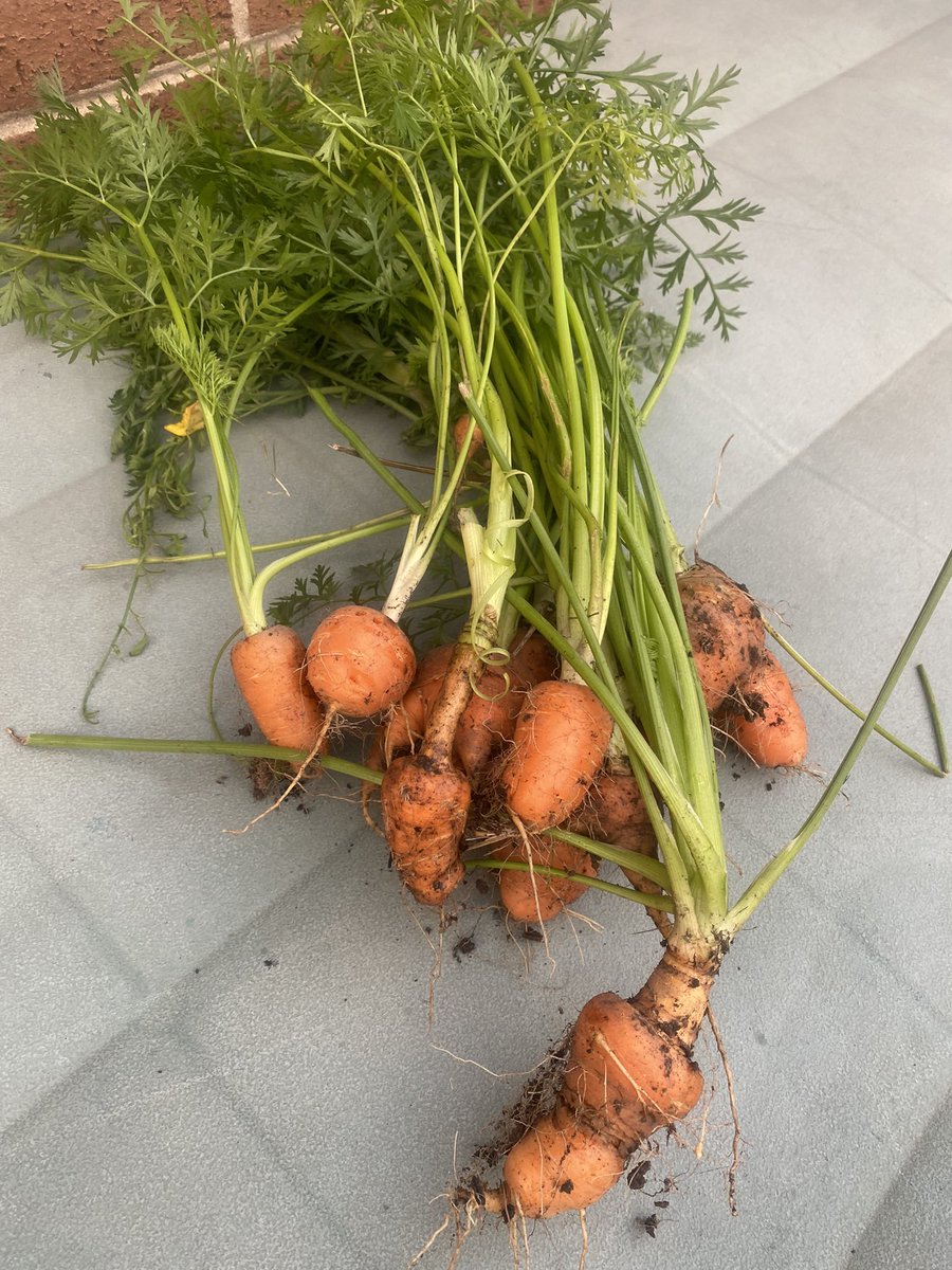 Fresh organic carrots from the garden. #garden #organic #carrots #growyourown