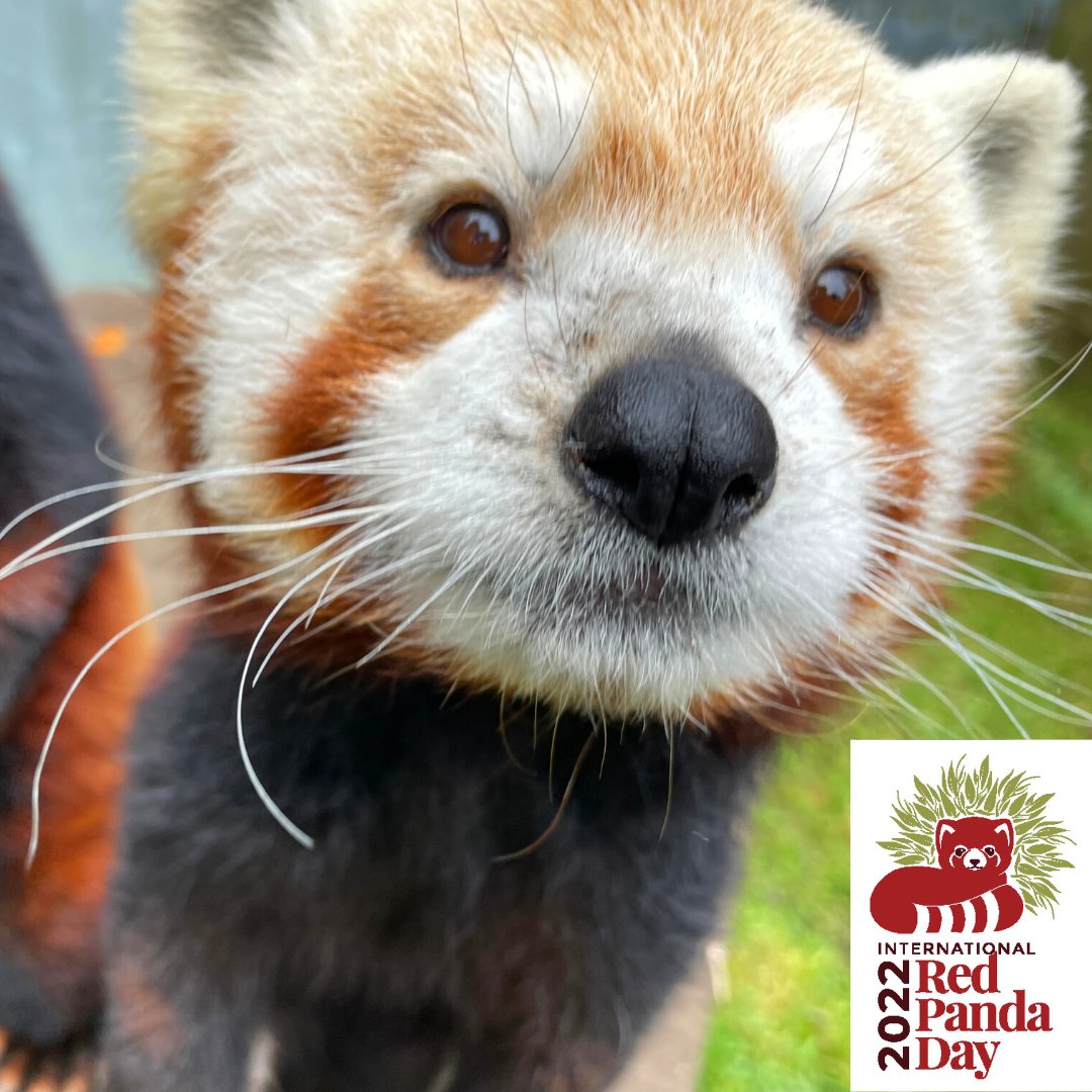LAST CHANCE TO HELP! Save Red Pandas in the Wild through @redpandanetwork! Click Here to Donate: …ark-zoo-foundation.networkforgood.com/projects/16956…

#Humboldt #Eureka #Zoo #HumboldtCounty