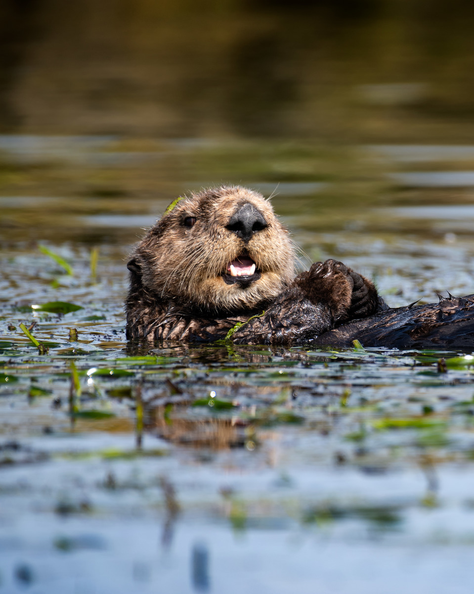 Sea otters: Back by pawpular demand! Once hunted to almost extinction, these ecosystem engineers are slowly making a comeback in California and transforming the coast along the way.