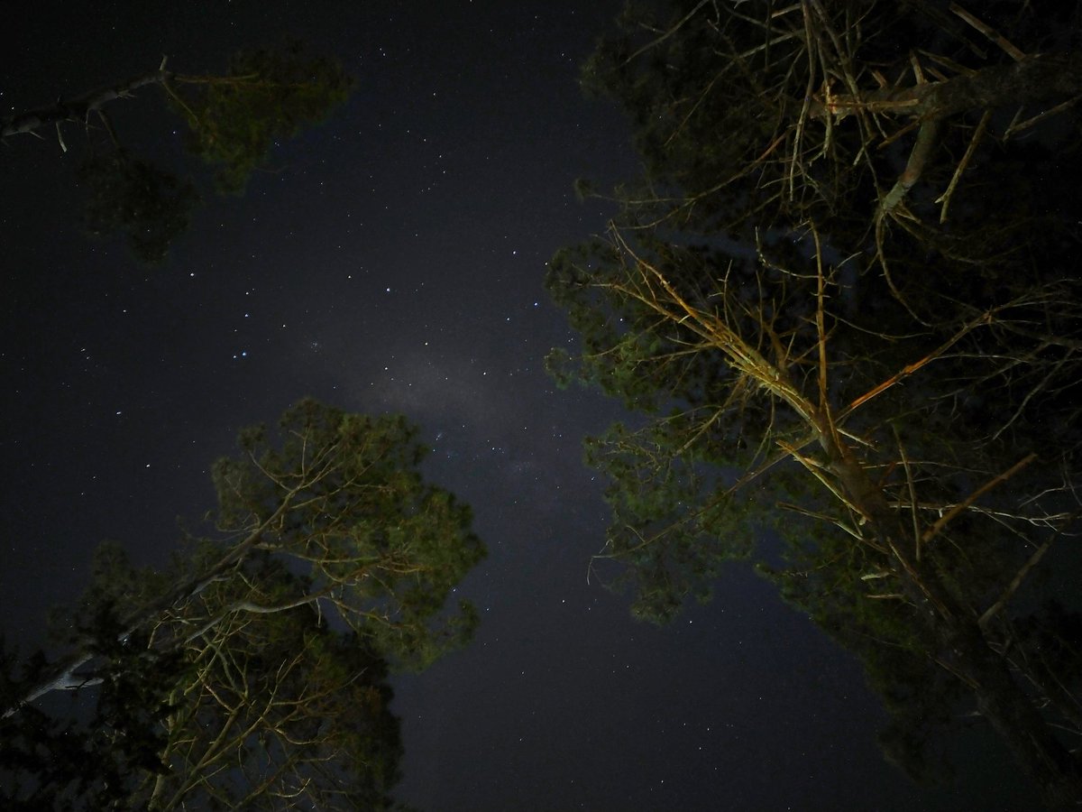El cielo ahora desde la Floresta. Pinos y estrellas. Esa mancha que se ve al medio no es una nube, es el centro de nuestra galaxia. Xiaomi Redmi Note 8 16s ido 200.