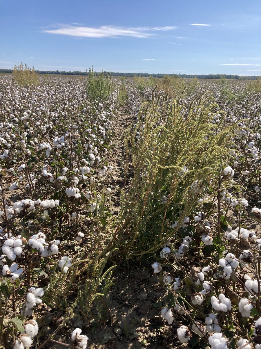 UT Weed Guy tweet media