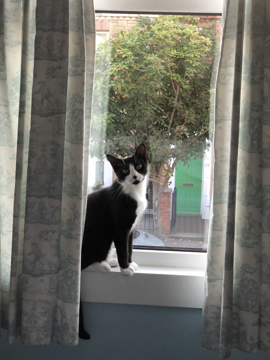 Gareth_Frow's tweet photo. @conniepurdy Connie, I’m sorry to hear this. Meet Parsnip, she sends cuddles and a nudge at 5am, every … sodding … morning 😉. Keep your chin up, your story is only just beginning I’m sure. https://t.co/Wju8AmxDLr