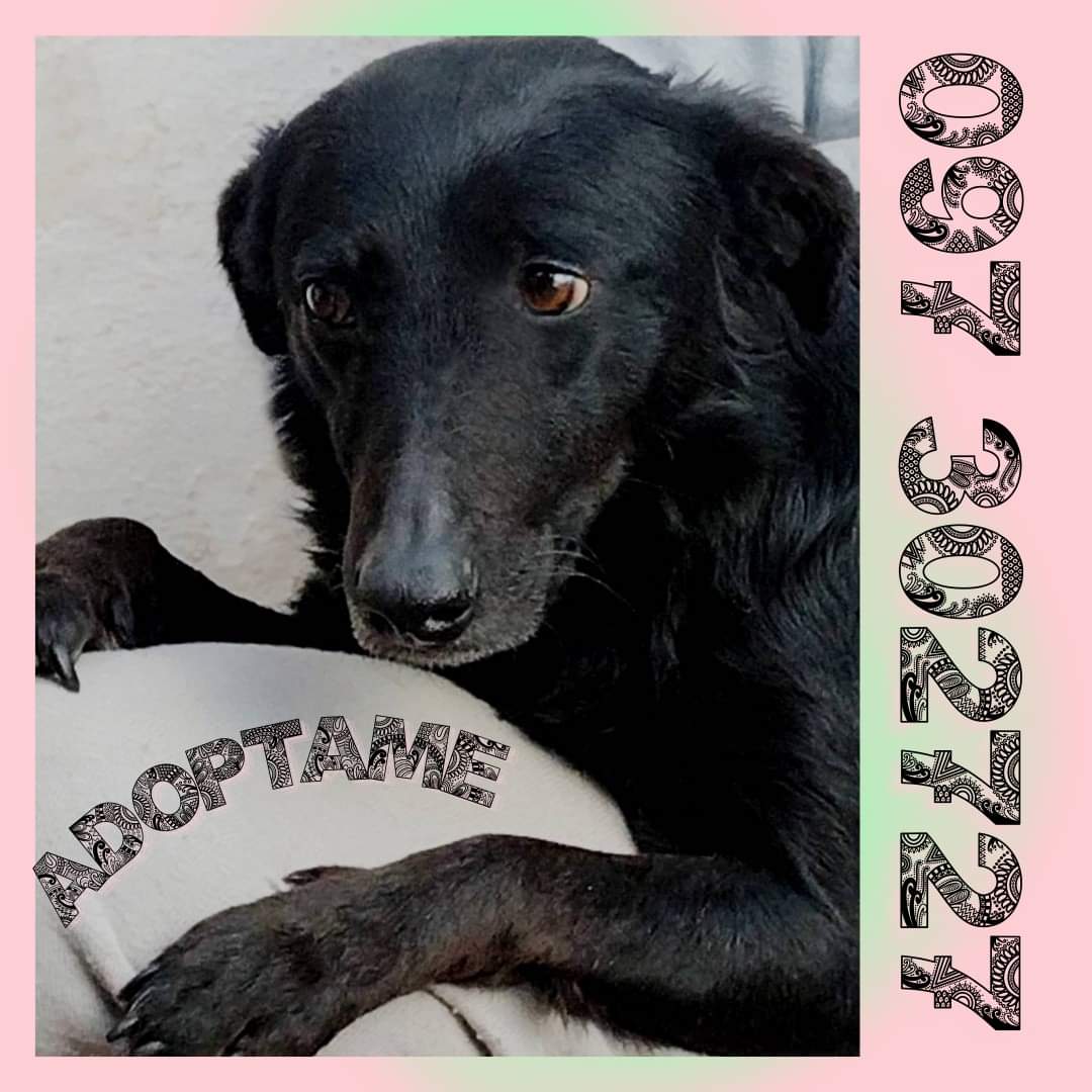 Aun nadie me vió y hace meses que busco un hogar.
Soy re buena y muy sociable.
Me regalan 100 RT?
Adoptame con el ❤️
097 302727