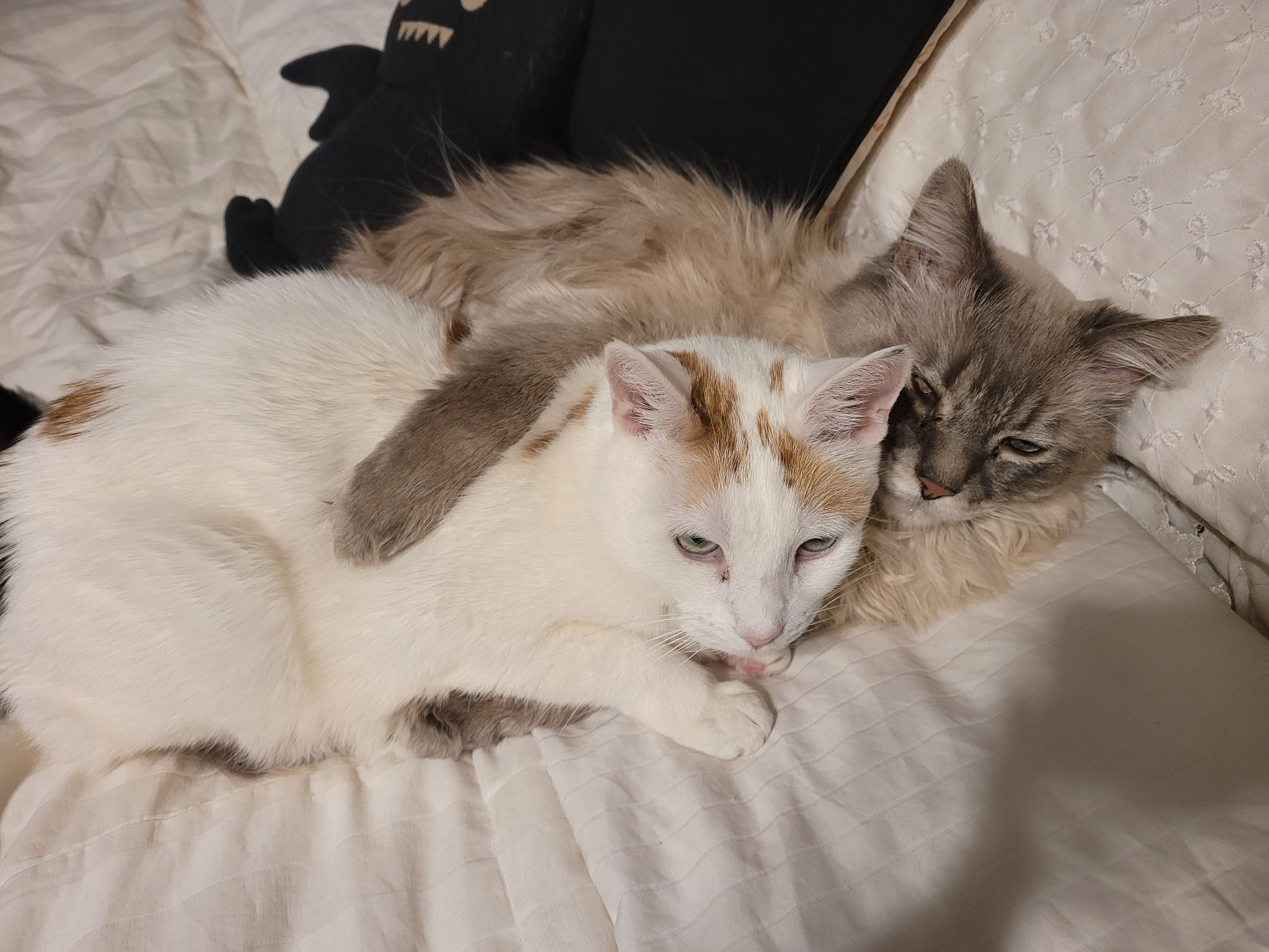 𝓛𝓪𝓭𝔂 𝓛𝔂𝓭𝓲𝓪 👑YNOT best fetish cam nominee on Twitter "FatalGoth