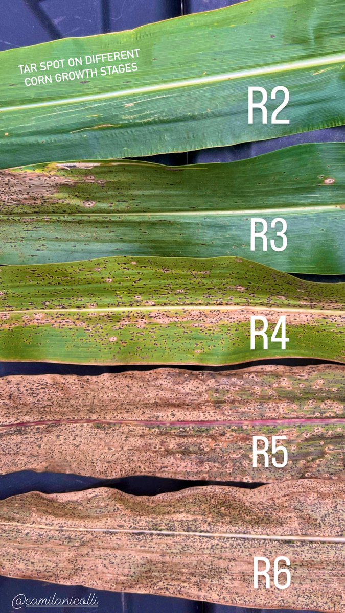 Check out the tar spot severity on different corn growth stages, SEASON 2022!
#tarspot
#NPMTI