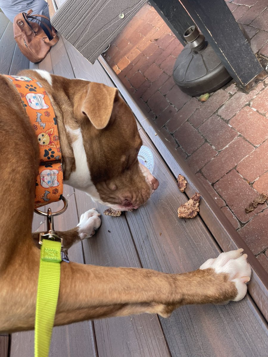 SydniMcknight's tweet photo. Happy 4th birthday Barry https://t.co/PC3mPTiVMS