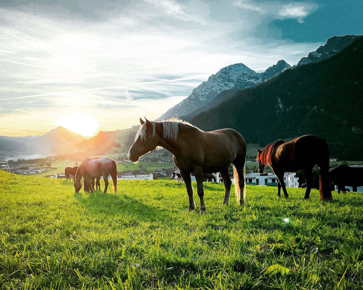Friday night, #horses outside the #van - perfect #alps evening in #austria