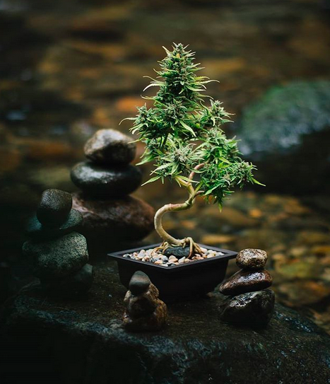 IntlHouseOfPot's tweet photo. π π€ π€© #RandomWeedPics #Marijuana #Cannabis #BonzaiWeedPlants https://t.co/h3bYrsYPkR