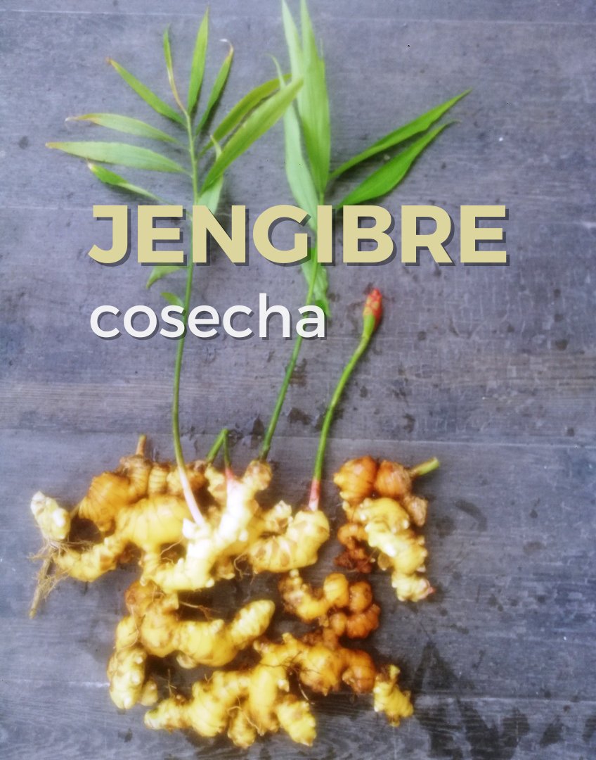 Cosecha de Jengibre del #Huerto Casero.
En la foto se ve el inicio de la floración, lo que indica la madurez de la planta y es un buen momento para cosechar, una parte sale para consumo y el resto se siembra de nuevo para que continúe su desarrollo 🌿

#huertourbano #organico