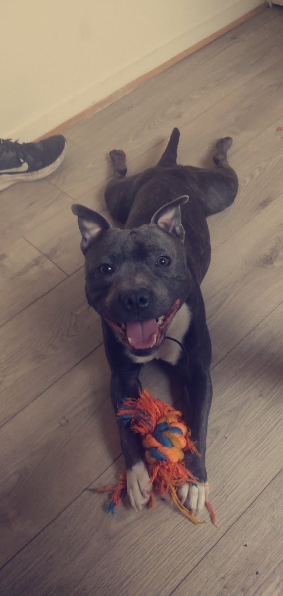 dieg_br1's tweet photo. Qu'il est beau mon chien, 2 ans, Rolo. https://t.co/fGDXm67z1Q