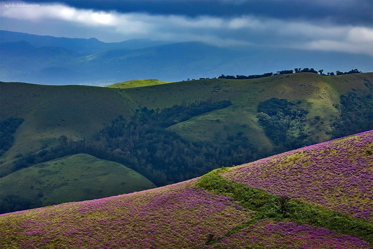 Neelakurinji blooms in Mullayyanagiri/Bababudangiri mountain range of Chickmagalur district in Karnataka. Once in 12 year phenomenon. Picture - Lakshminarayana AG
