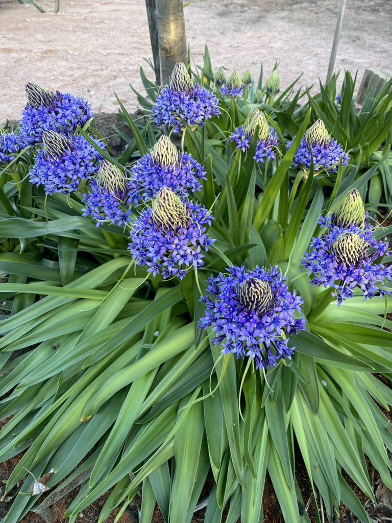 nessa_b117's tweet photo. Look at this stunner in my parents magnificent garden!!! Portuguese Squill. Never heard of it before. Want one. So pretty https://t.co/9tNnGOEVRi