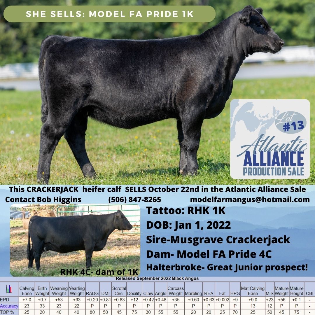 valleymeadowamy's tweet image. Our entry in the #atlanticalliance sale coming up. @maritimeangus issuu.com/cattlevids/doc…