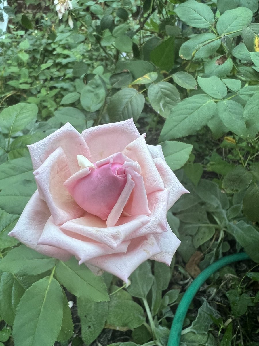 Sharrieboberry's tweet photo. ‘Emily’ a rose in the morning garden. 💗 #garden #oldgardenroses https://t.co/8BQW2lrzPI