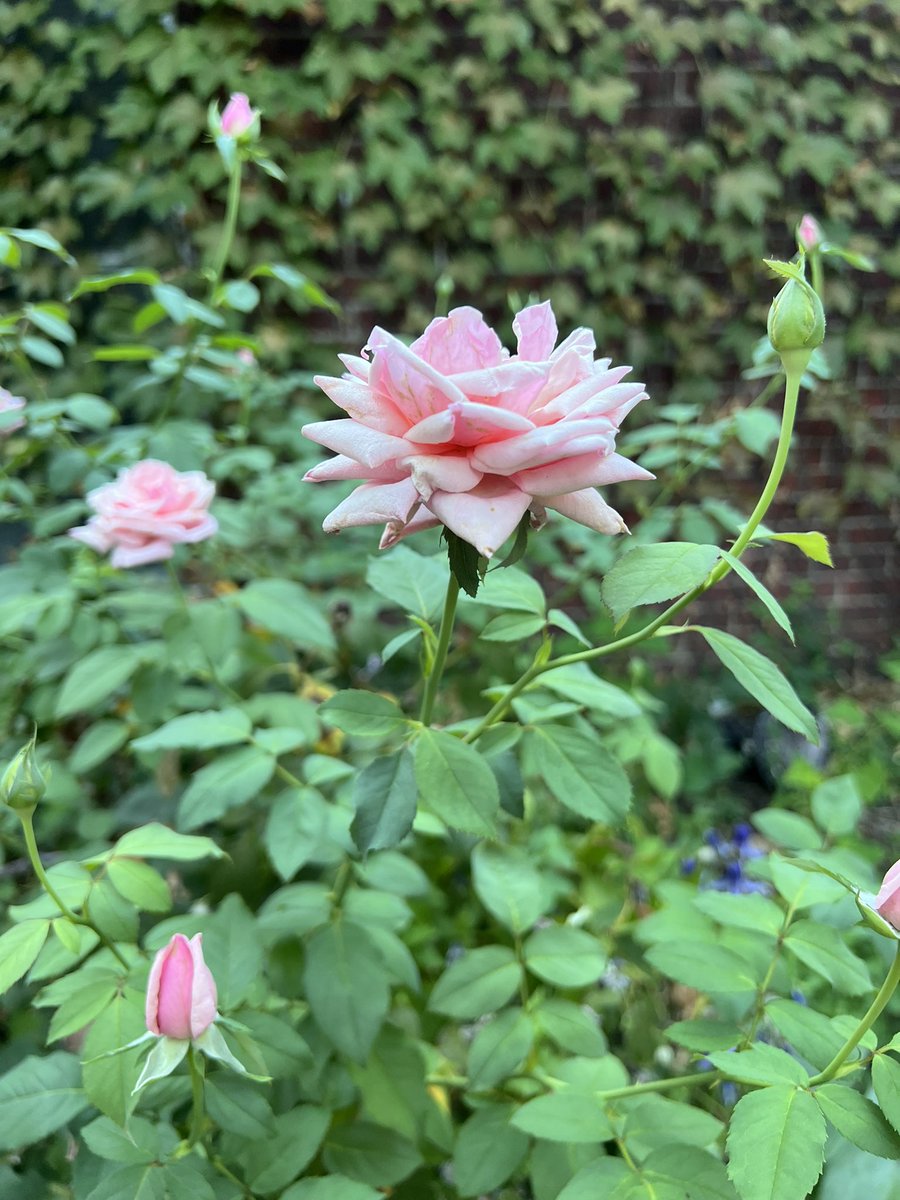 Sharrieboberry's tweet photo. ‘Emily’ a rose in the morning garden. 💗 #garden #oldgardenroses https://t.co/8BQW2lrzPI