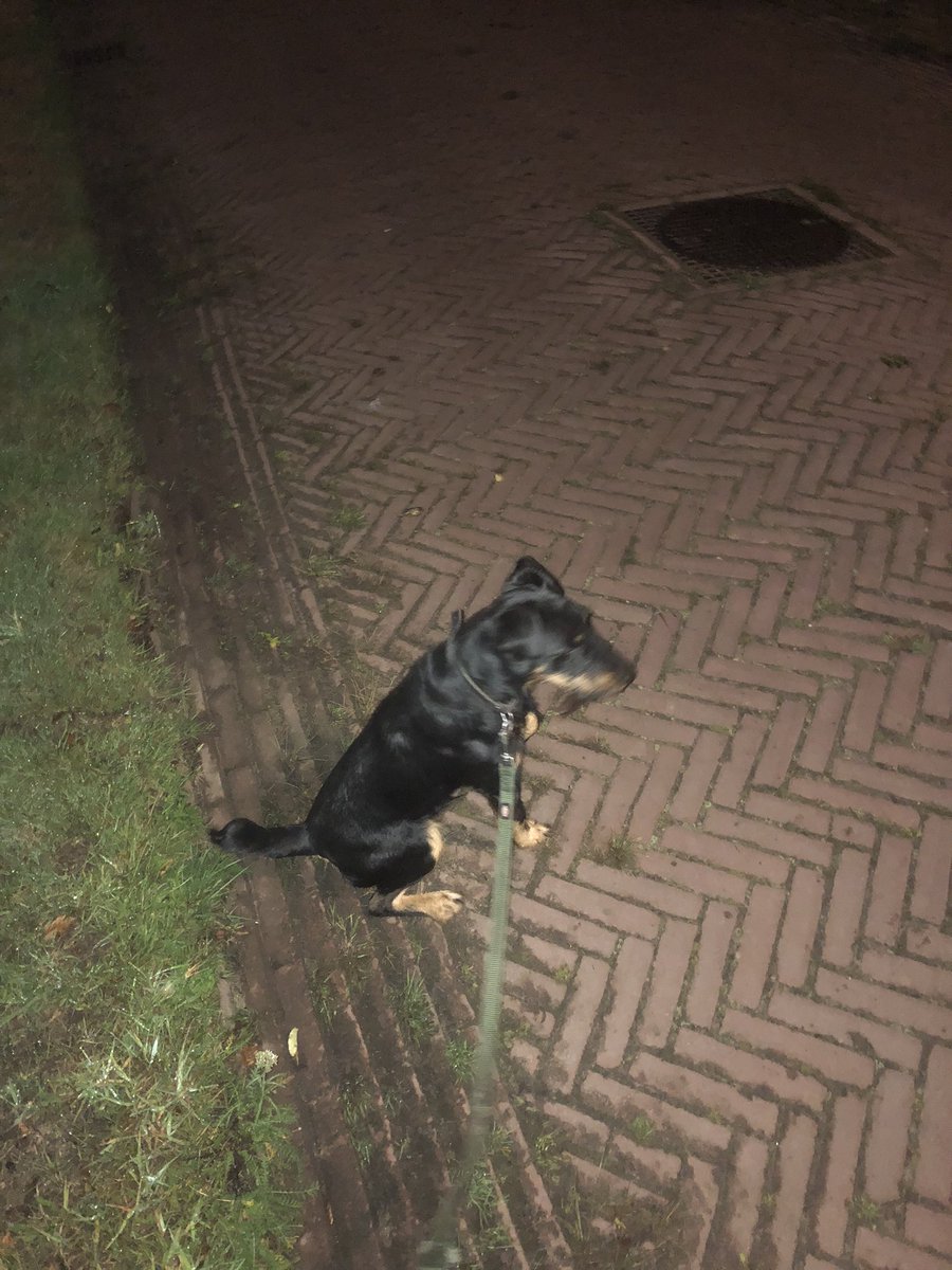 GerdaBoerma's tweet photo. Nix bolletje met kaas…. Ik moet. Met de Hond lopen …. #bruiloft https://t.co/7hN88GBMwL