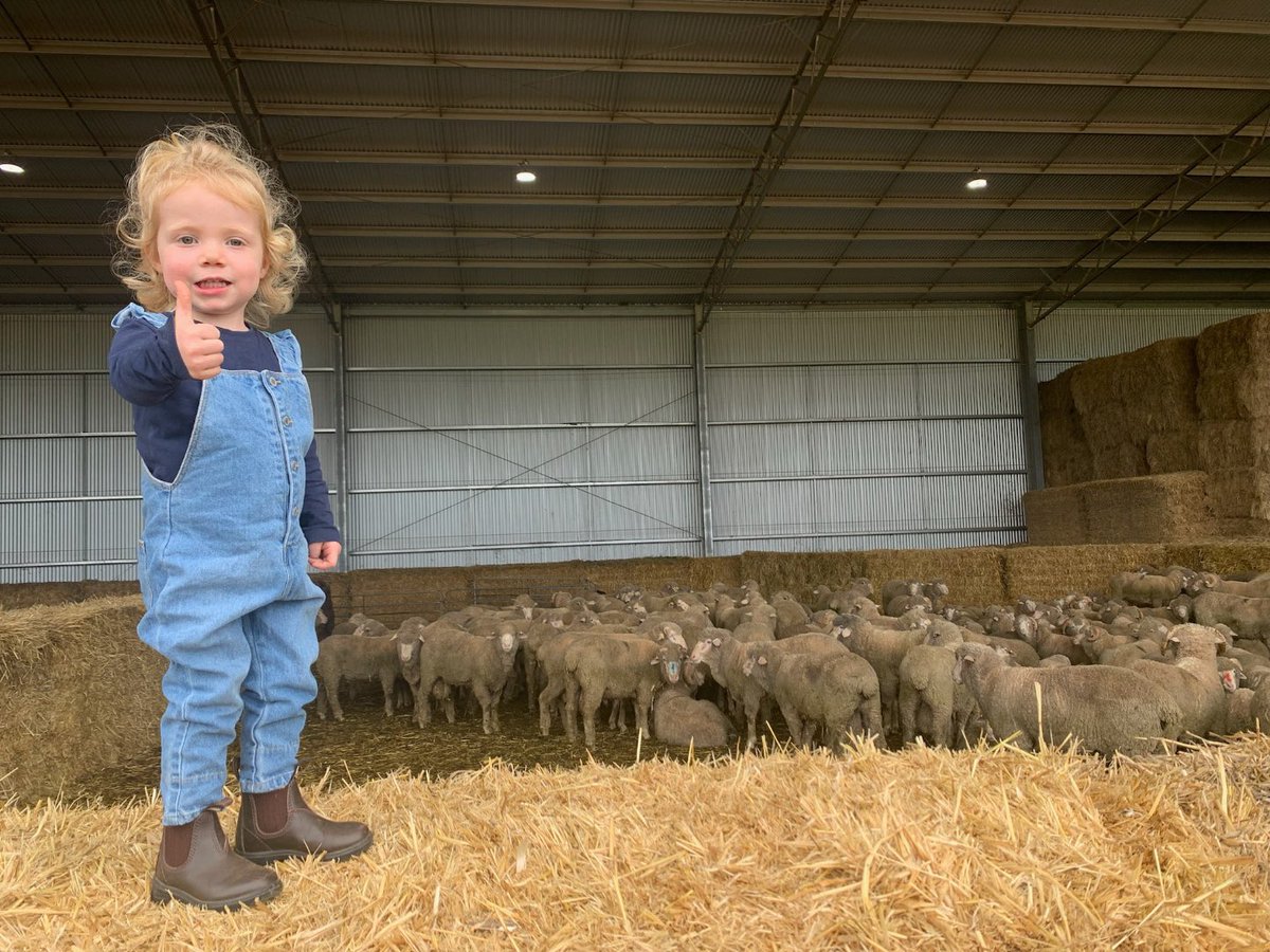 Kurra-Wirra ‘Measured to Perform’ Poll Merino Ram Sale

🐑145 rams🐑

Target sheep repro Open day - Oct 12th

Ram sale via AuctionsPlus - Oct 31st

All rams have genomics, ASBVs, structure scored and Non-Mulsed 

SG Link
search.sheepgenetics.org.au/catalogue/sale…

#measuredtoperform #modernmerino
