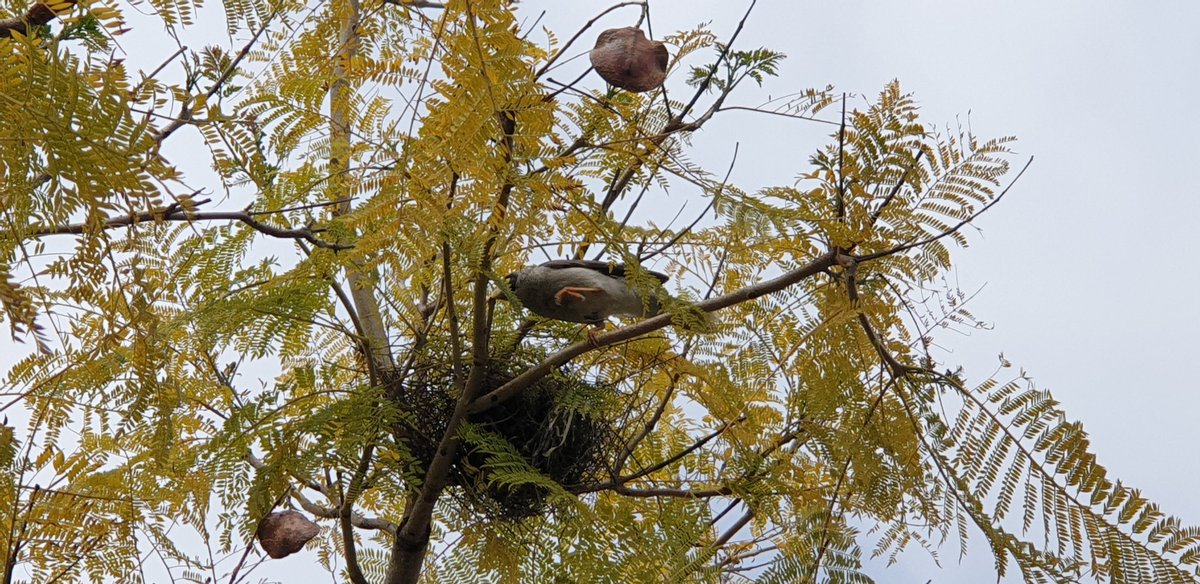 Noisy miner and nest this morning. #TwitterNatureCommunity #Naturepics #Ozbirds #Springtime