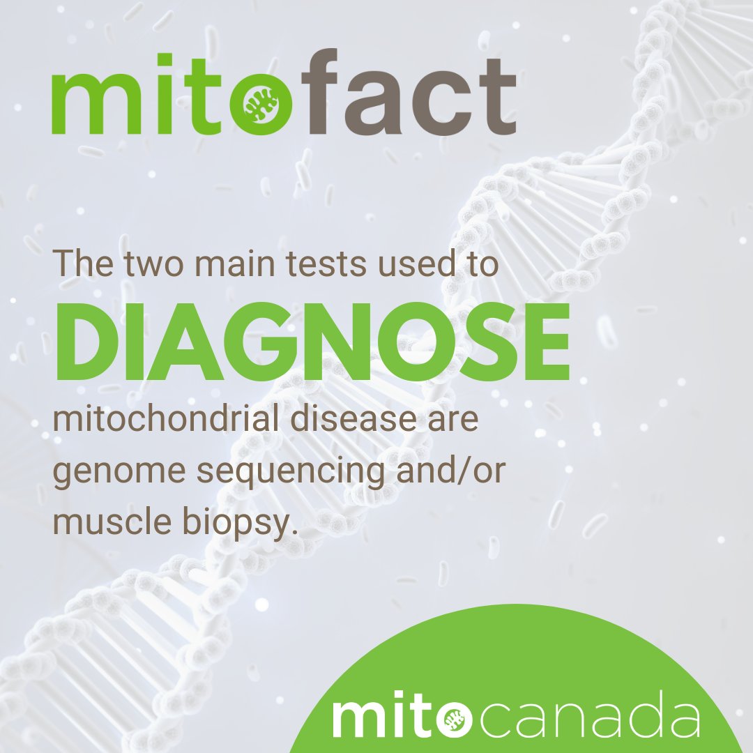 MitoCanada's tweet photo. This #WorldMitoWeek (@MitoAware), let’s spread awareness of #mitochondrialdisease!💚
 
Did you know that there are two main types of tests used to diagnose a mitochondrial disorder? These tests are genome sequencing and/or muscle biopsy. #MitoFact #MitoFacts #mito https://t.co/LSoASB18vU
