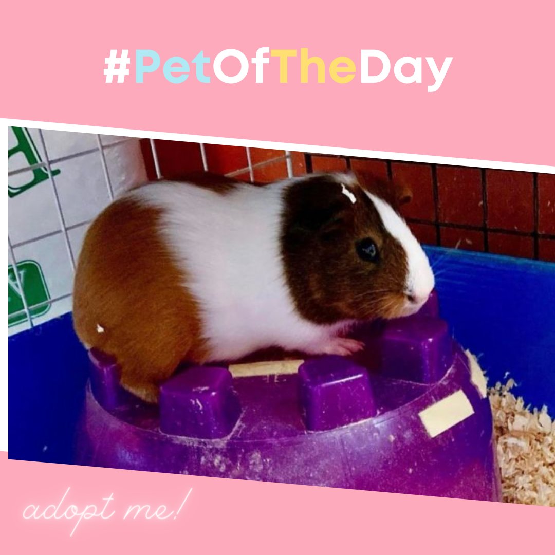 bleppyApp's tweet photo. ❤️ Find Juniper on Bleppy!

🔗 Download the app: https://t.co/MRsDMGMXN5

 #guineapigoftheday #saveaguineapig #adoptableguineapig #guineapig  #guineapiglover #guineapigofinstagram #guineapigforadoption #adoptdontshop #guineapiglife #petoftheday #adoptaguineapig https://t.co/TngoGd3Kzm