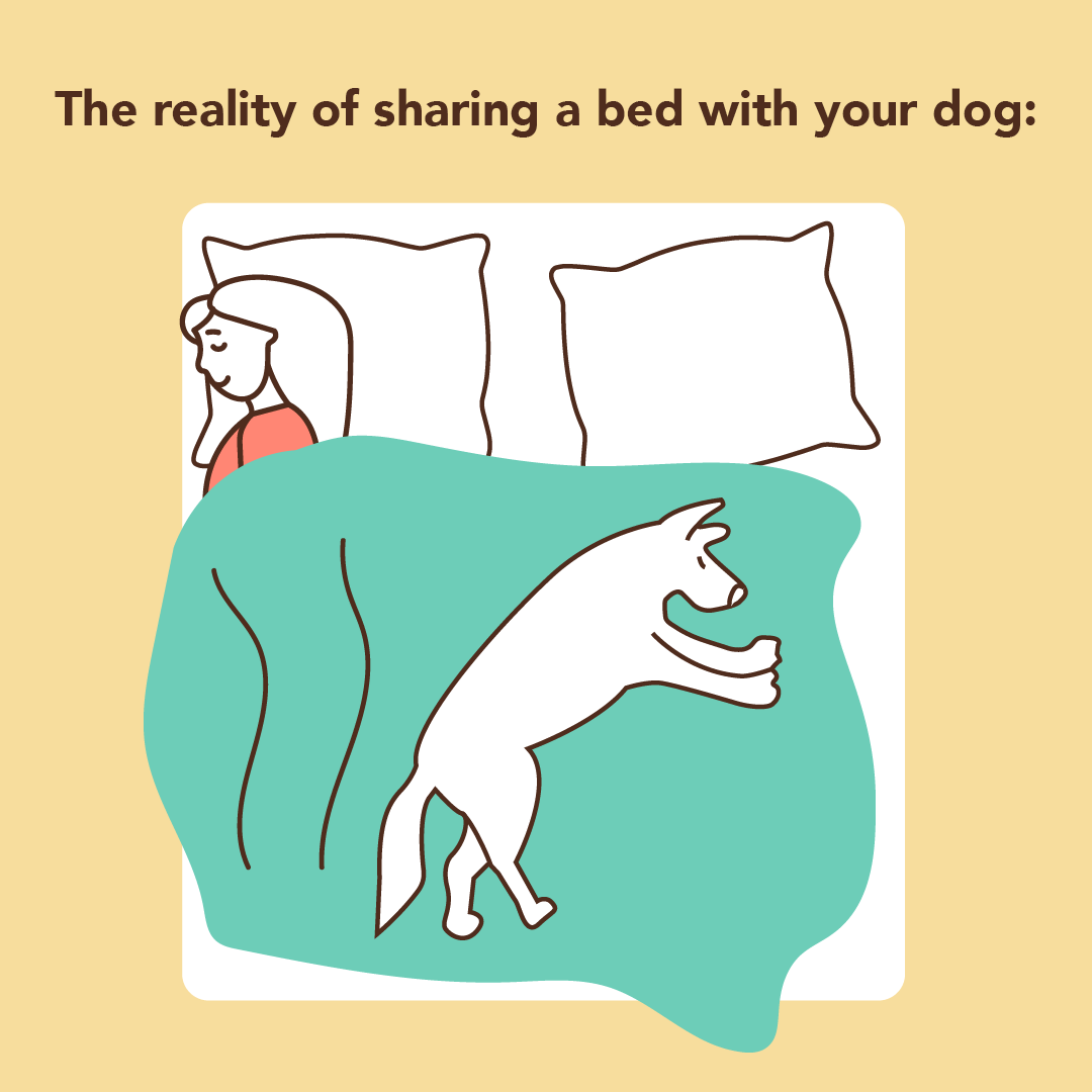 Dog Taking Up Whole Bed Cartoon