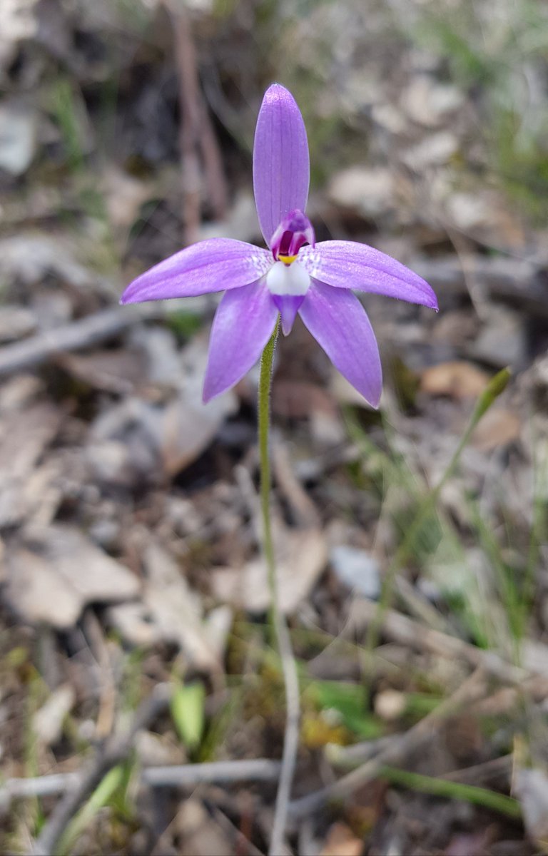 Paradoxa18's tweet image. Deeper purple
First yesterday
Then today
Maybe sunshine means more intense colour
The one with its head down is very pale
#wildorchids
#waxlips
#wildoz