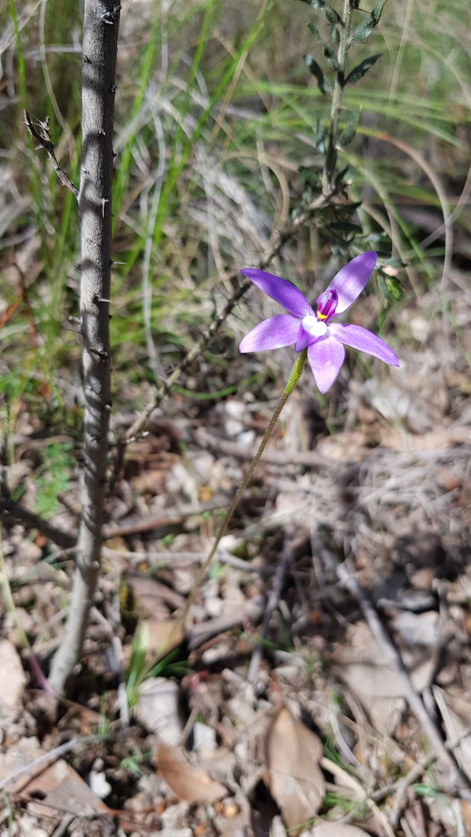 Paradoxa18's tweet image. Deeper purple
First yesterday
Then today
Maybe sunshine means more intense colour
The one with its head down is very pale
#wildorchids
#waxlips
#wildoz
