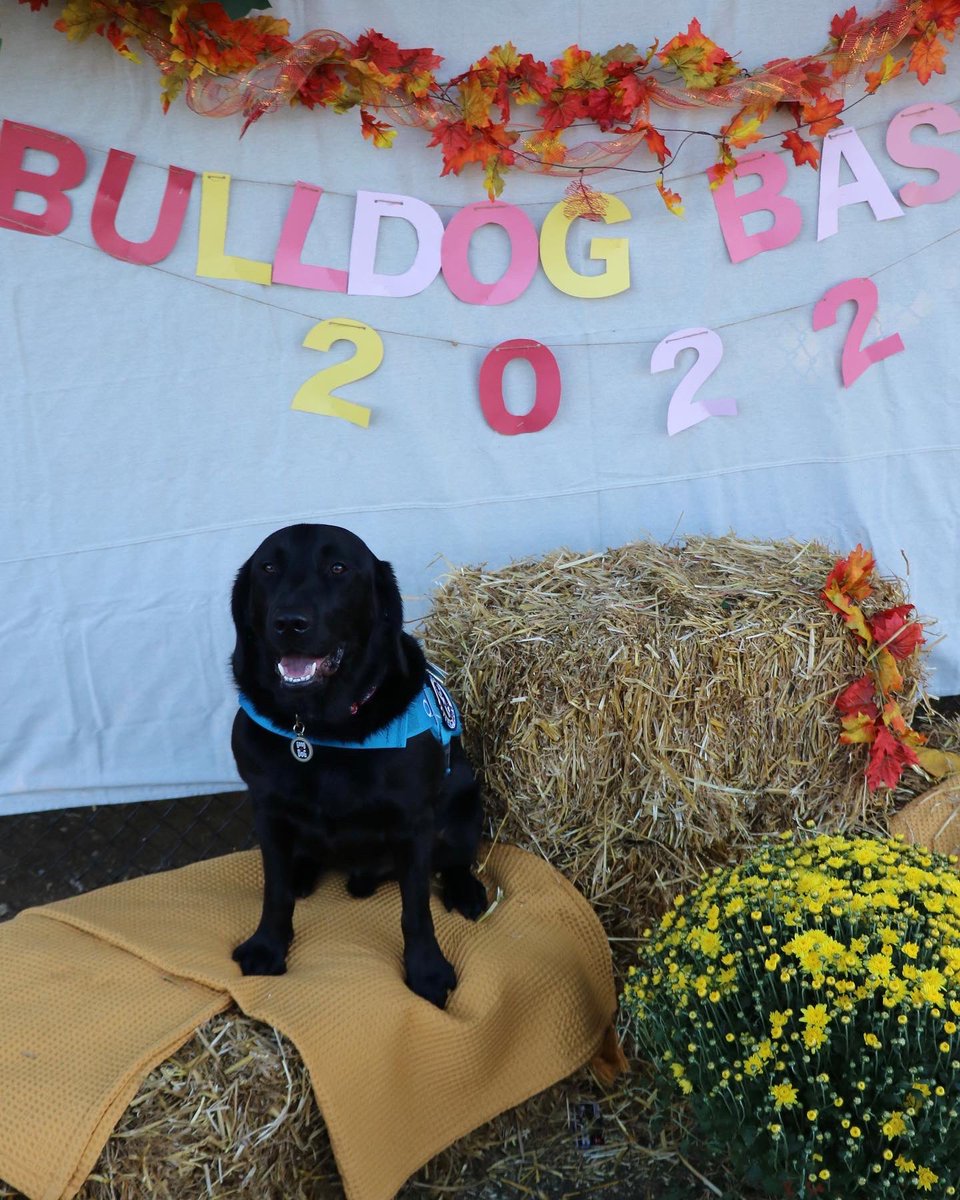 FSSDTobin's tweet photo. What a beautiful night for hanging out with my students and their families at the FIS Bulldog Bash!  I loved all the extra love I was given by my friends and your families!  Thank you to all who made tonight SO much fun😊🐕‍🦺.
#fssdtherapydogpack #fistobin https://t.co/EH8z8Bopqk