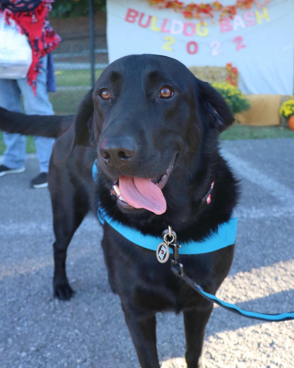 FSSDTobin's tweet photo. What a beautiful night for hanging out with my students and their families at the FIS Bulldog Bash!  I loved all the extra love I was given by my friends and your families!  Thank you to all who made tonight SO much fun😊🐕‍🦺.
#fssdtherapydogpack #fistobin https://t.co/EH8z8Bopqk
