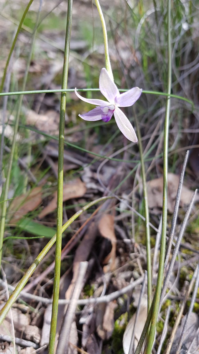 Paradoxa18's tweet image. Deeper purple
First yesterday
Then today
Maybe sunshine means more intense colour
The one with its head down is very pale
#wildorchids
#waxlips
#wildoz