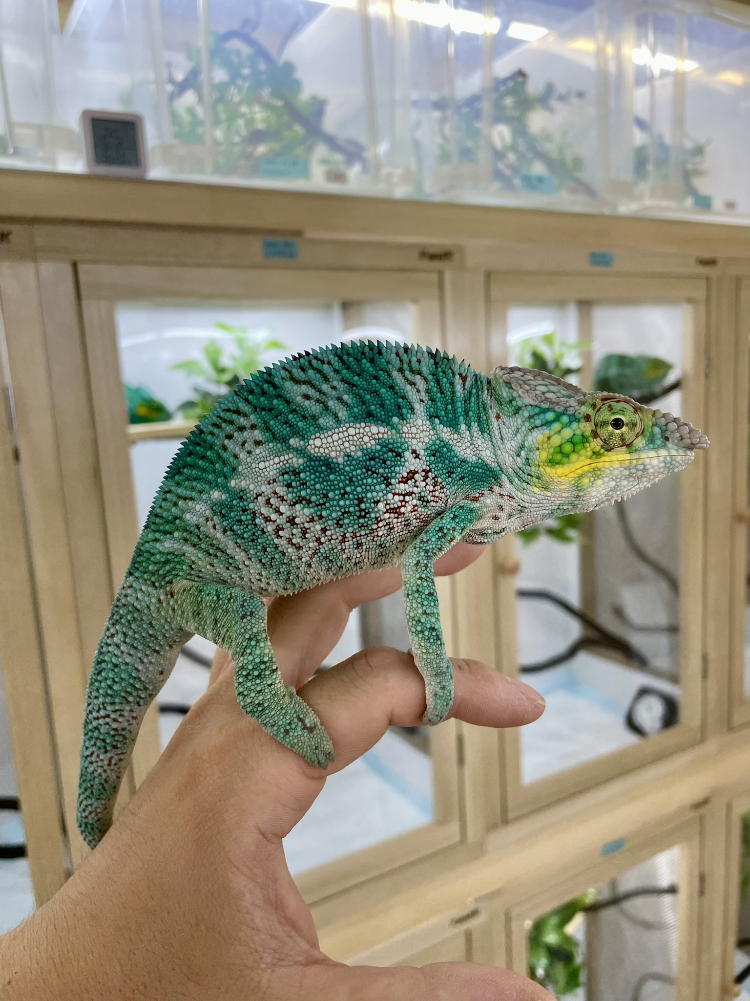 爬虫類 ケージ 1800×900×900