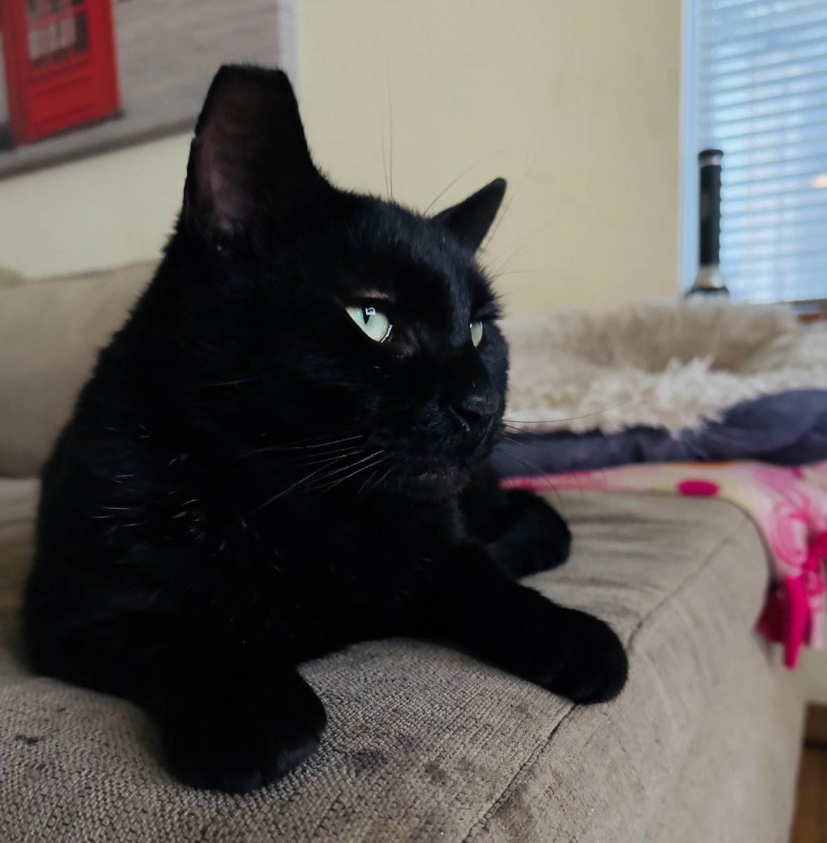AkaOrangejuice's tweet photo. My  #catbrother https://t.co/Tu9Q2zlQc1! Being super photogenic as always! Got sum beautiful eyes 
#catsoftwitter #catsontwitter #allblack #blackcat #blackisbeautiful #black #allmine #handsomecat #handsomekitty #neighborhoodbully #protector #hedgewatch https://t.co/yg45aXhJwU