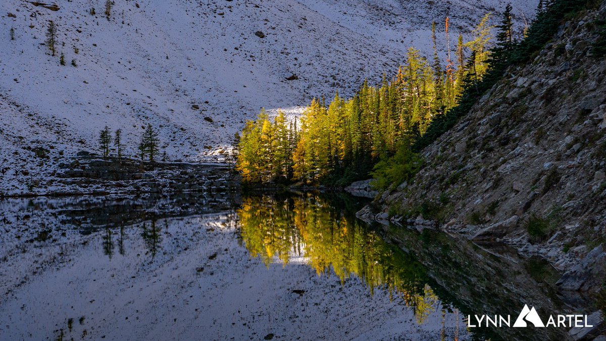 mountainlynn's tweet photo. The season of golden larch trees has begun. 
#autumnglory
#canadianrockies
#banffnationalpark https://t.co/b3ZDnPH1ym