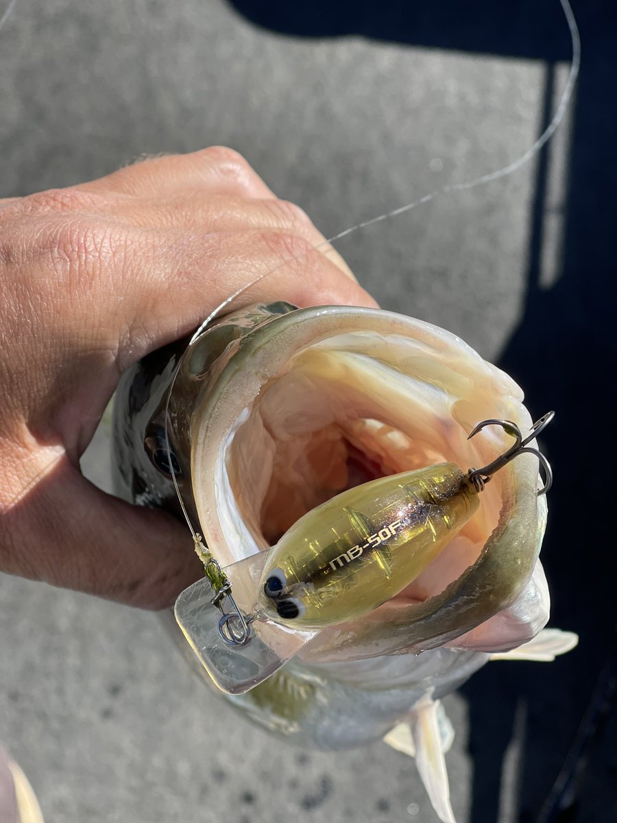 DMullinsfishing's tweet photo. Square bill season. 20lb test Sunline sniper and a mouth full of Macbeth 50 

#fishshimano #shimano #sunline #fishing #squarebill #macbethcrank https://t.co/7oiUBIZO7E