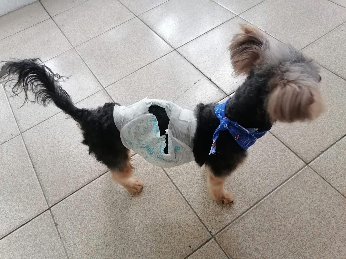 MellanoVha's tweet photo. Se llama Milo y se perdió en el barrio Cevillar de #Barranquilla. Su familia lo busca. #RT

Link a la publicación original: https://t.co/kxWY09Q3LP https://t.co/W0zkEJaYZ7