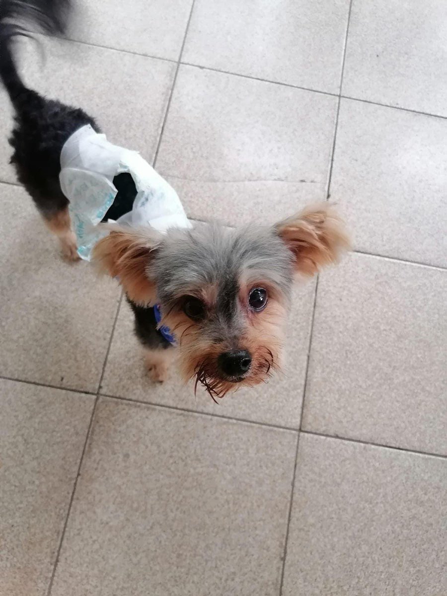 MellanoVha's tweet photo. Se llama Milo y se perdió en el barrio Cevillar de #Barranquilla. Su familia lo busca. #RT

Link a la publicación original: https://t.co/kxWY09Q3LP https://t.co/W0zkEJaYZ7