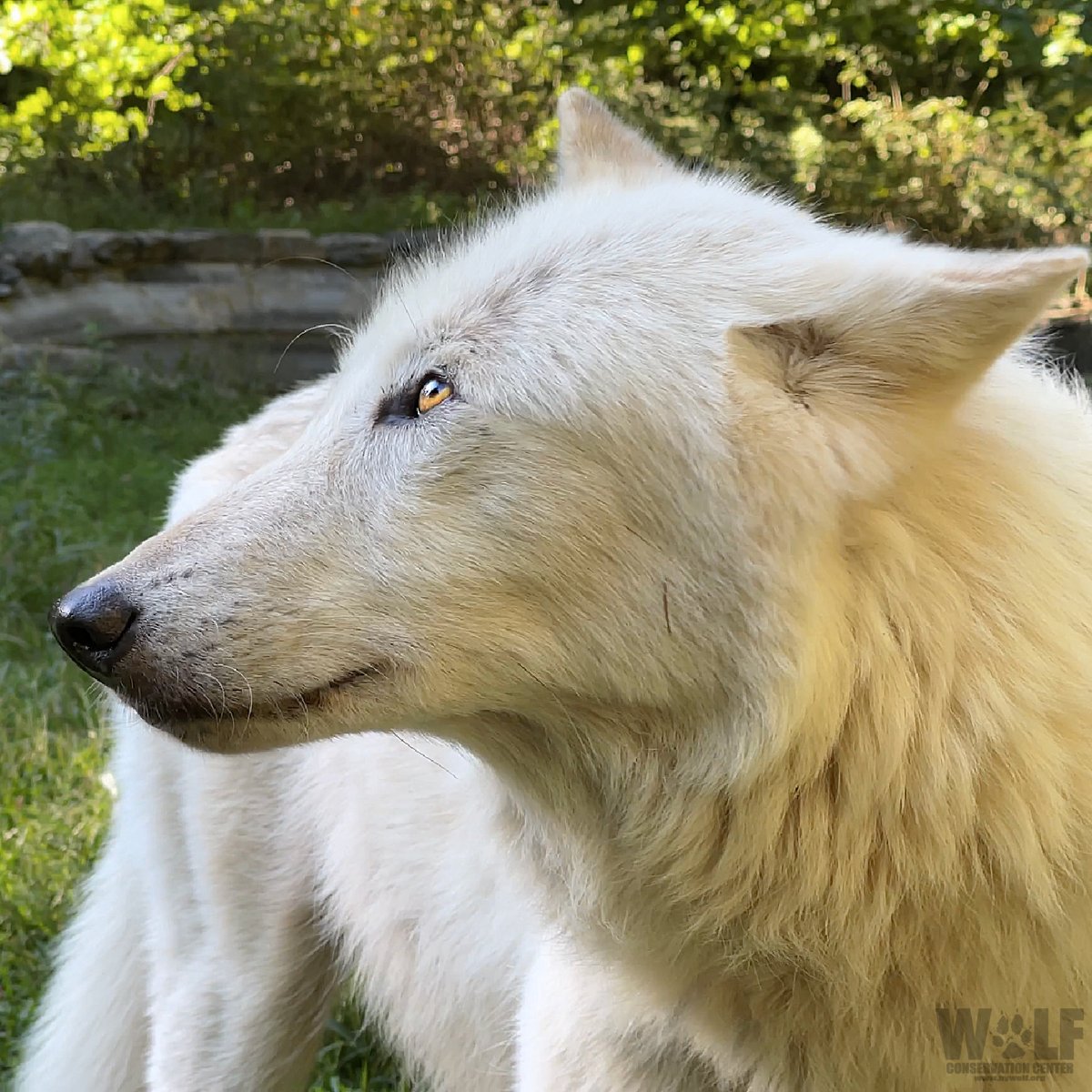 nywolforg's tweet photo. Do aliens exist?🐺 https://t.co/0IITWbQC6r